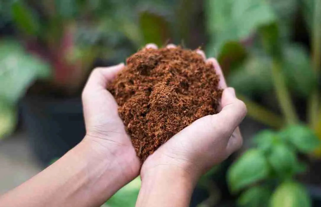 Coco Peat — additional product photo
